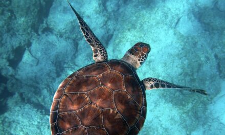 Monaco exhibition inspires young ocean defenders through art and play