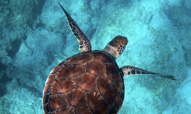 Monaco exhibition inspires young ocean defenders through art and play