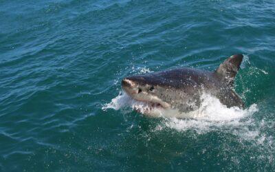 Monaco realises it still needs a bigger boat as Jaws turns 50