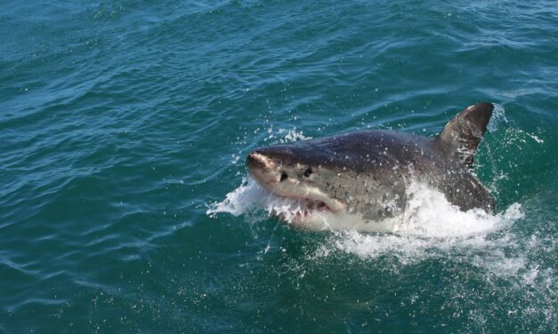 Monaco realises it still needs a bigger boat as Jaws turns 50