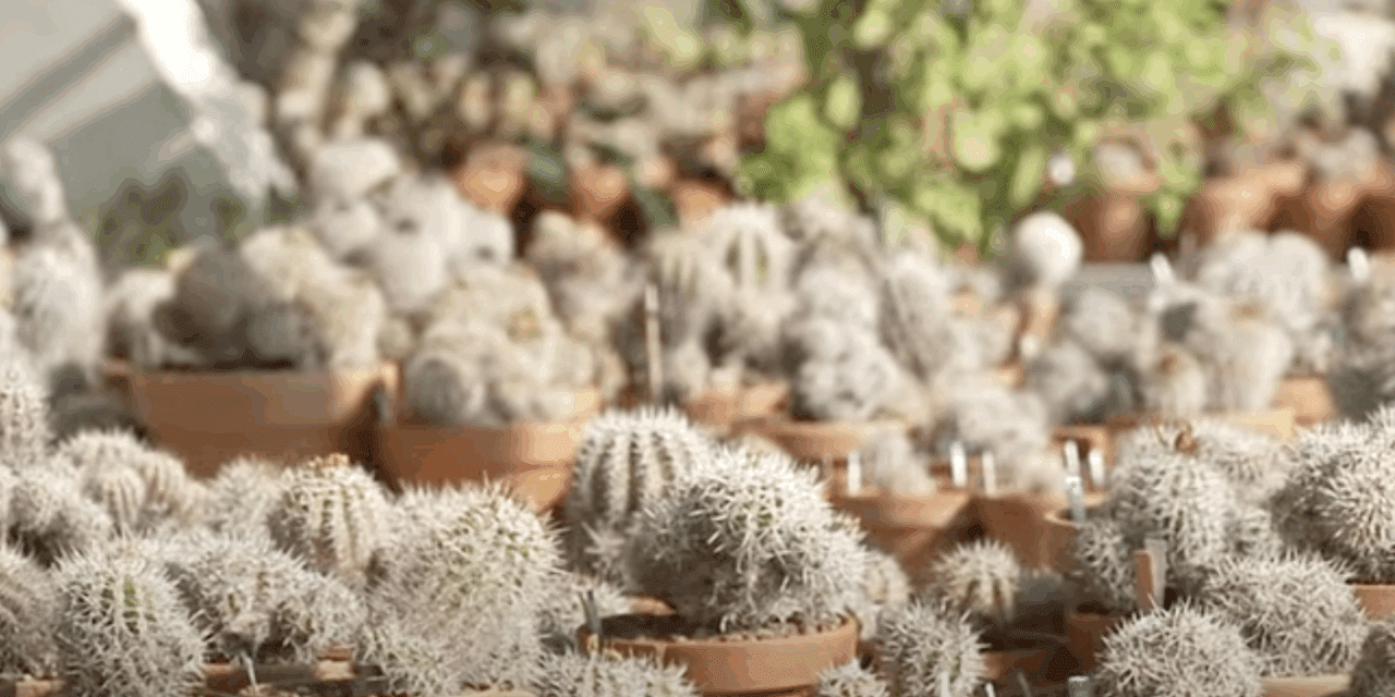 Exploring Monaco’s hidden desert at the Botanical Centre