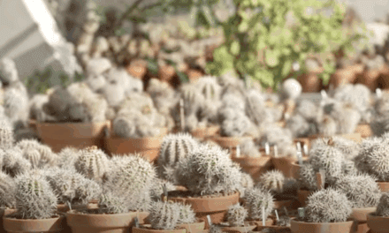 Exploring Monaco’s hidden desert at the Botanical Centre
