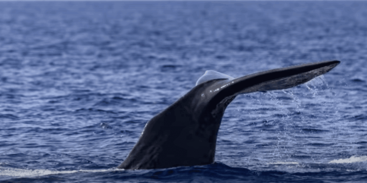 Unforgettable encounters with marine giants near Monaco