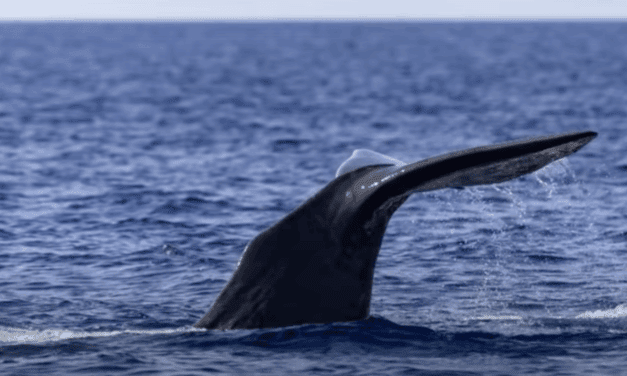 Unforgettable encounters with marine giants near Monaco