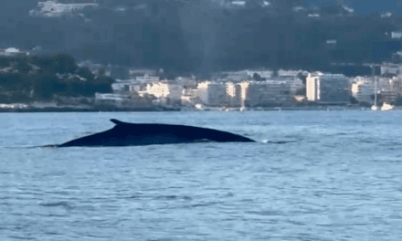 From fin whale off Monaco to Greg Lecœur’s photos, a stark warning for the sea’s giants