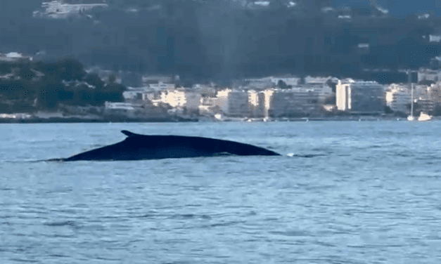 From fin whale off Monaco to Greg Lecœur’s photos, a stark warning for the sea’s giants