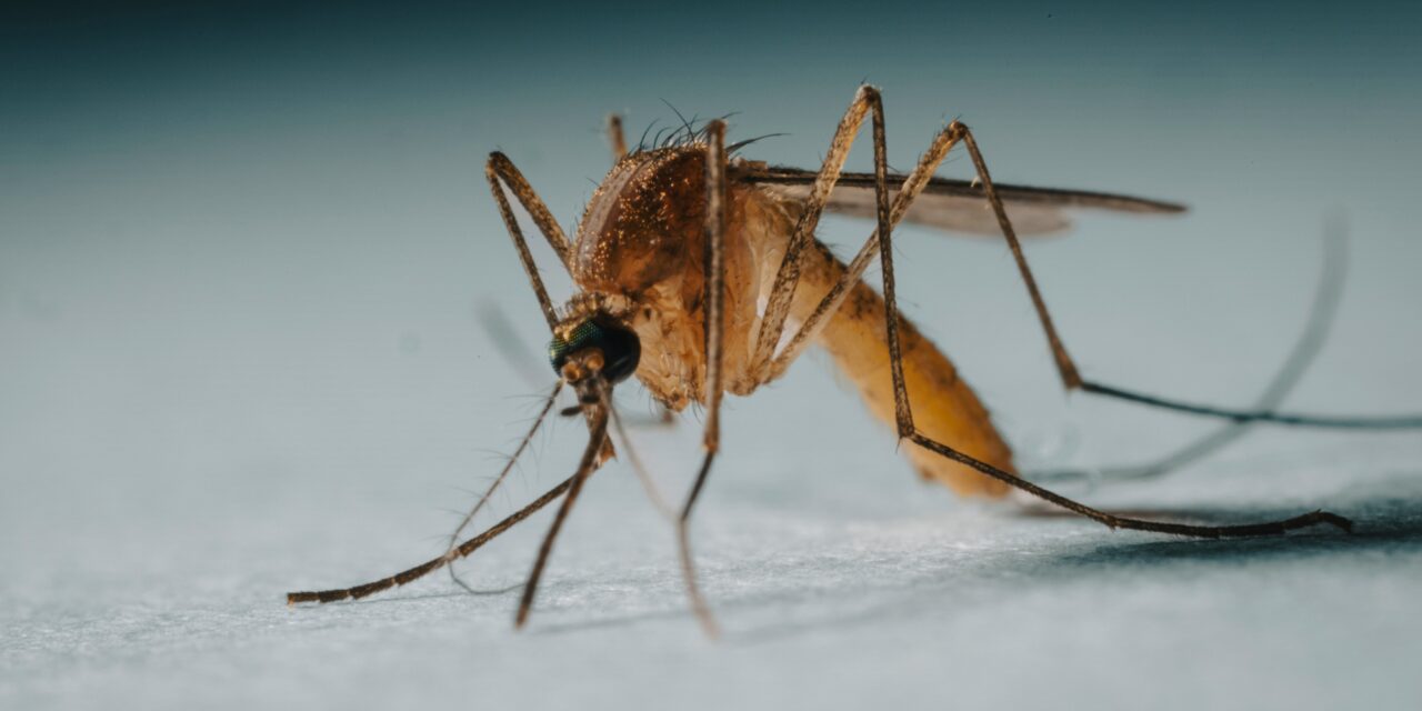 Chikungunya scare sparks midnight bug blitz