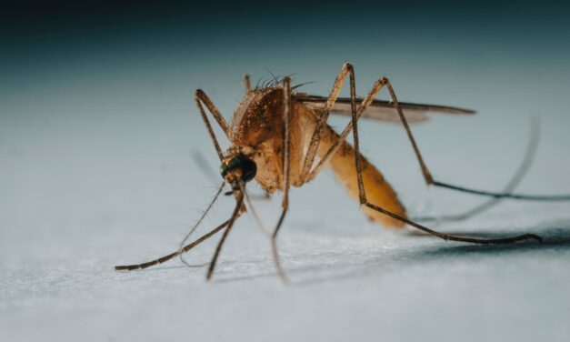 Chikungunya scare sparks midnight bug blitz