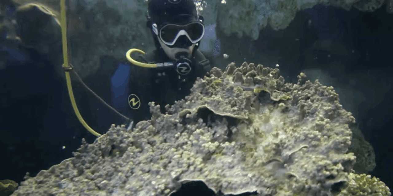Oceanographic Museum unveils three new features for the school holidays