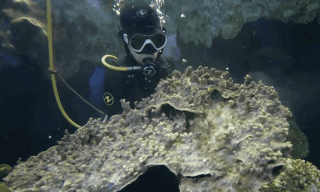 Oceanographic Museum unveils three new features for the school holidays