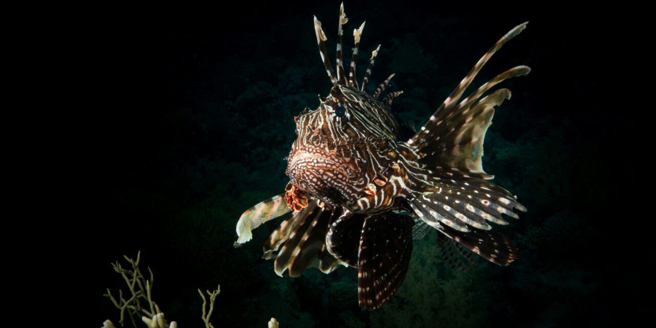 Monaco serves a lionfish solution on a silver platter