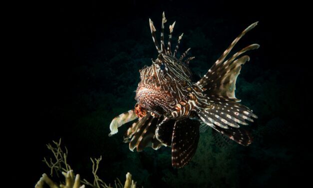 Monaco serves a lionfish solution on a silver platter