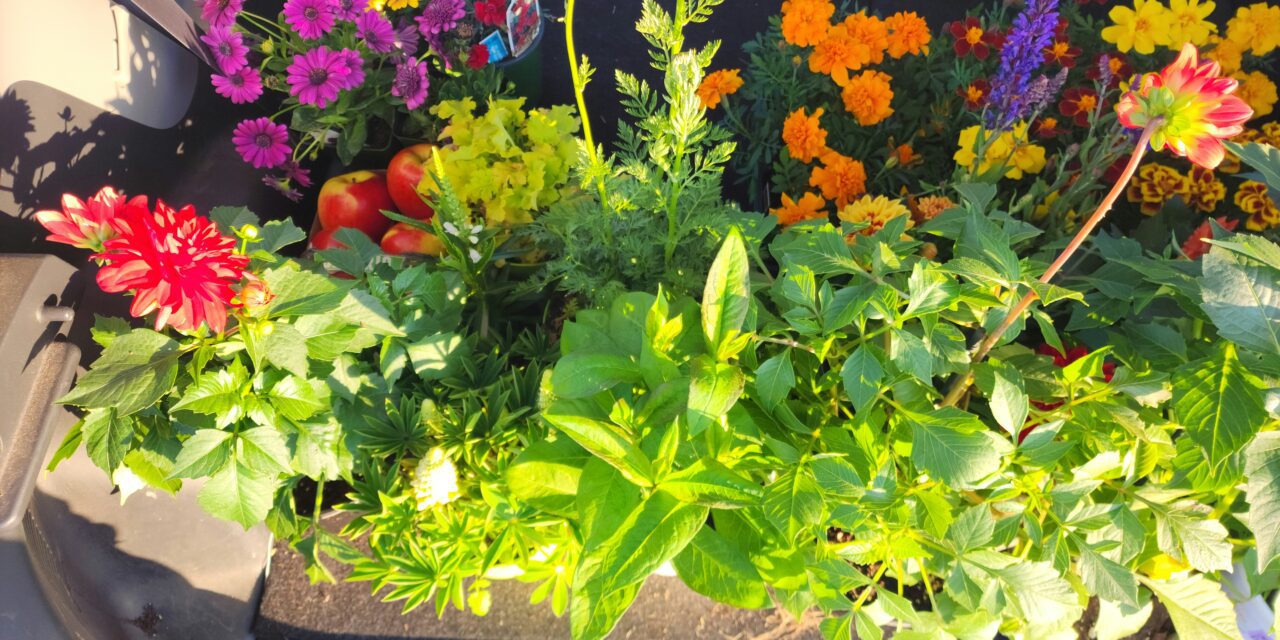 Residents take home greenery from Princess Antoinette Park