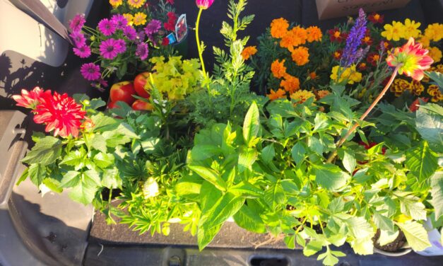 Residents take home greenery from Princess Antoinette Park