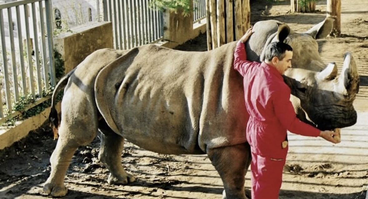 Monaco mourns Margaret the rhinoceros saved by Prince Rainier