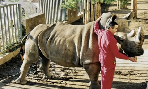 Monaco mourns Margaret the rhinoceros saved by Prince Rainier