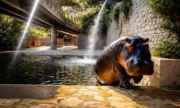 Animal Garden to remain closed in 2026 as major upgrade programme continues