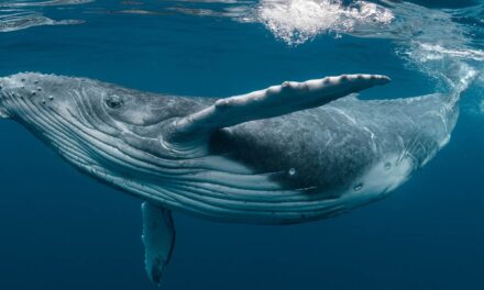 World Whale Day shines spotlight on ocean guardians