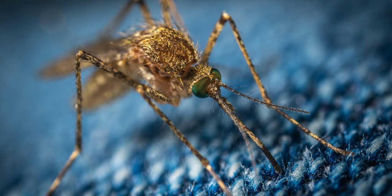 Monaco strengthens mosquito surveillance ahead of summer heat