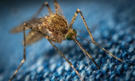 Monaco strengthens mosquito surveillance ahead of summer heat