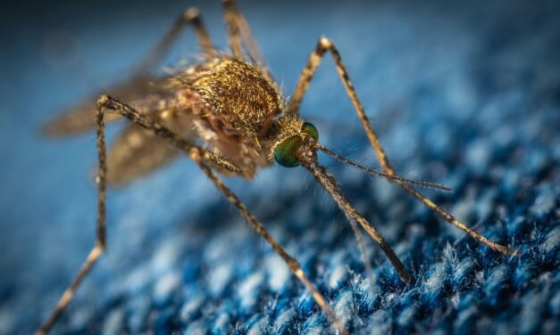 Monaco strengthens mosquito surveillance ahead of summer heat