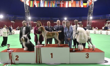 Monaco welcomes hundreds of dogs for international show at Fontvieille