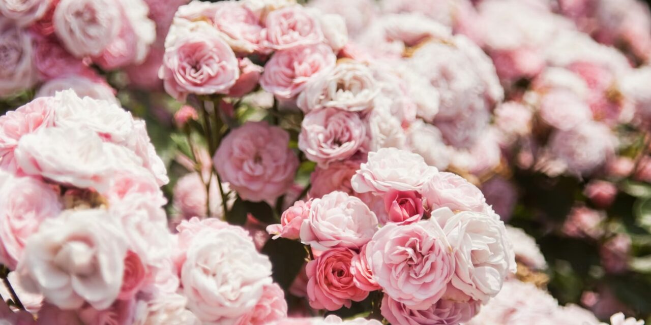Monaco’s Rose Garden hosts global floral showcase in tribute to Princess Grace