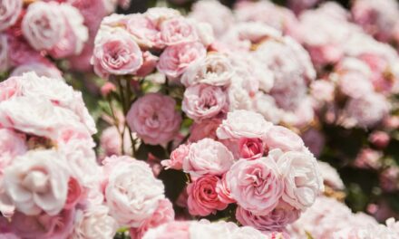 Monaco’s Rose Garden hosts global floral showcase in tribute to Princess Grace