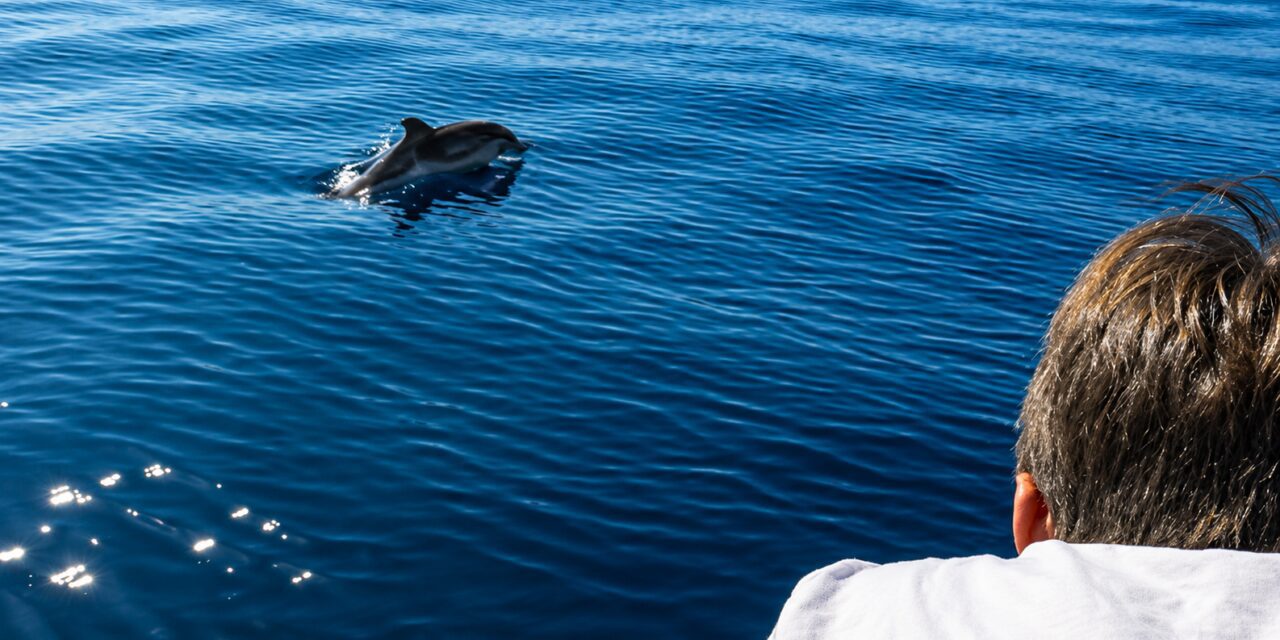 Dolphin encounter delights passengers off Monaco coast