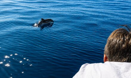 Dolphin encounter delights passengers off Monaco coast