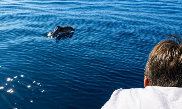 Dolphin encounter delights passengers off Monaco coast
