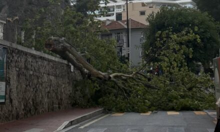 Storm brings down tree near Place d’Armes as yellow weather warning remains in place