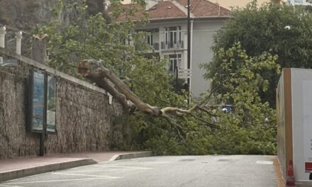 Storm brings down tree near Place d’Armes as yellow weather warning remains in place