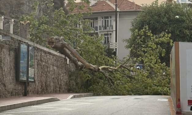 Storm brings down tree near Place d’Armes as yellow weather warning remains in place