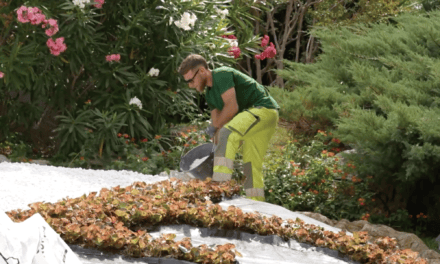 Begonias bloom before bicycle bonanza begins