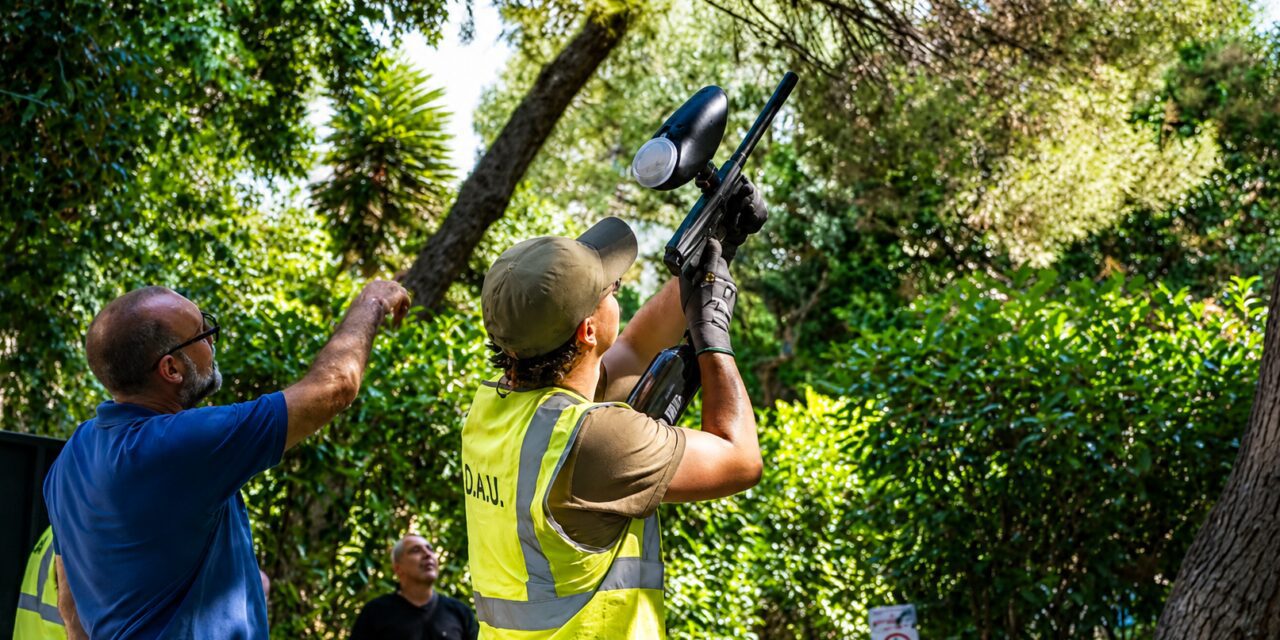 Monaco takes aim at processionary caterpillars