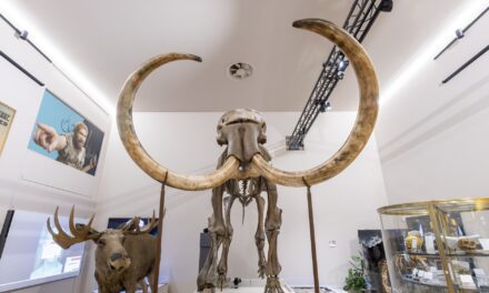 Monaco’s Museum of Prehistoric Anthropology opens applications for 2027 PhD scholarship