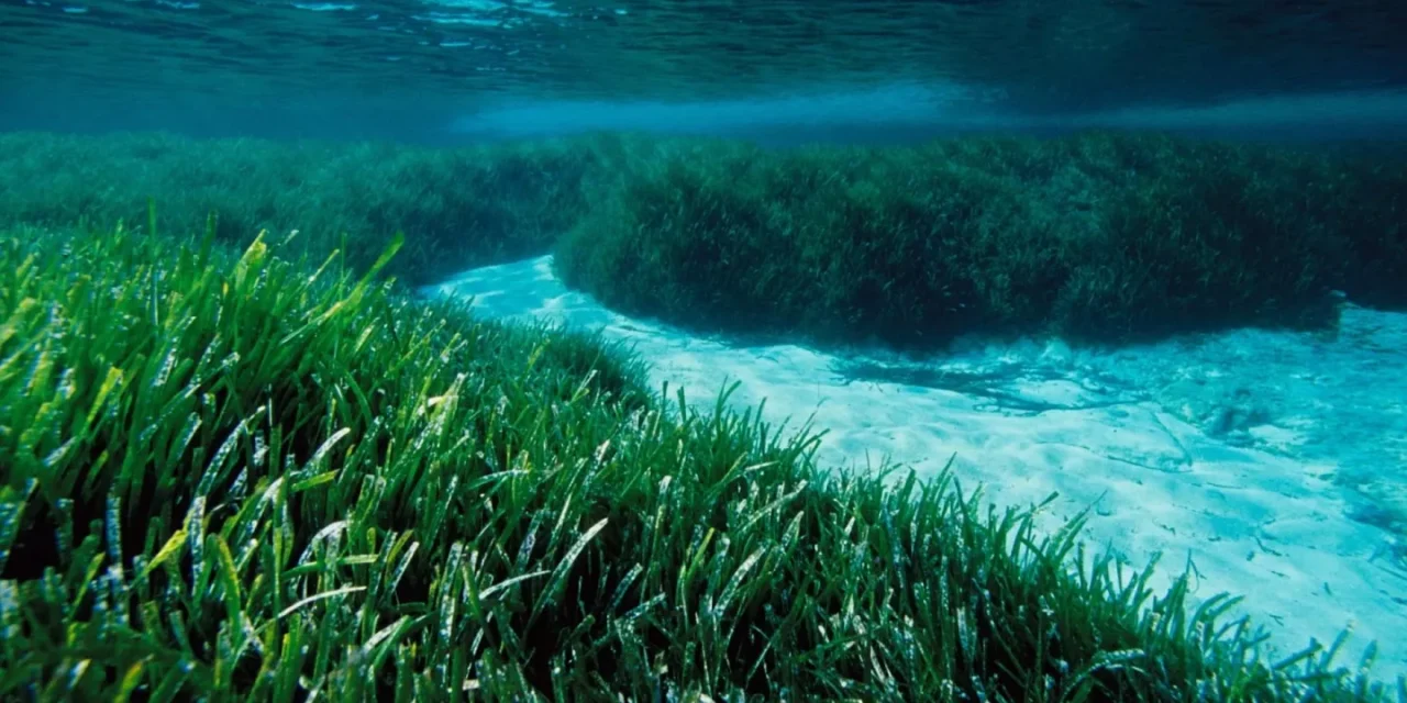 Boaters urged to protect Mediterranean biodiversity