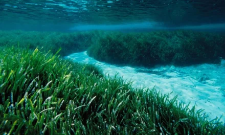 Boaters urged to protect Mediterranean biodiversity