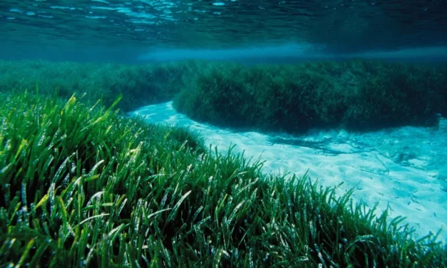Boaters urged to protect Mediterranean biodiversity