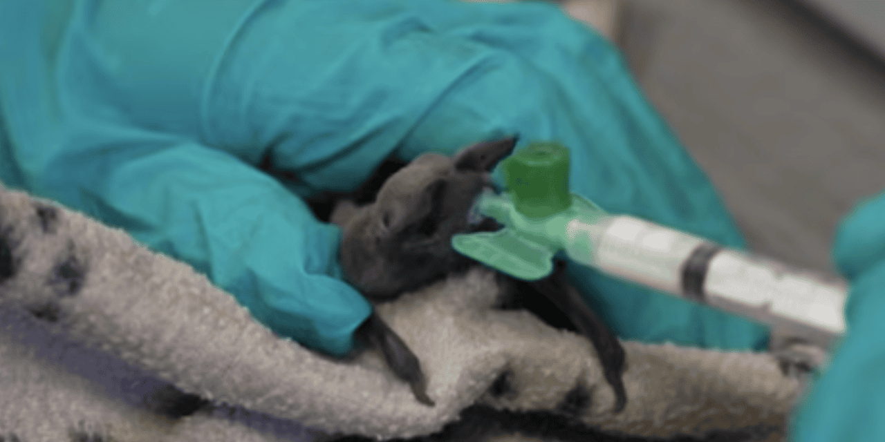 Wildlife rescue centre faces record demand