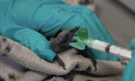 Wildlife rescue centre faces record demand