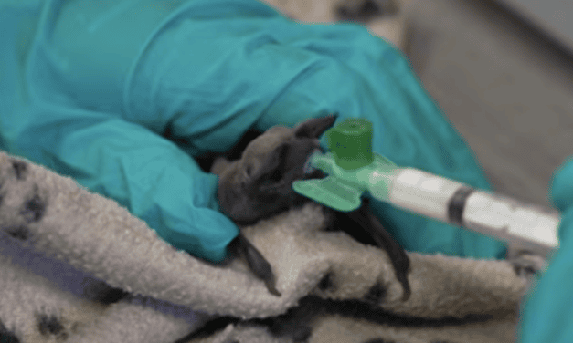 Wildlife rescue centre faces record demand