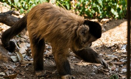 Rainier III Animal Park prepares for major transformation