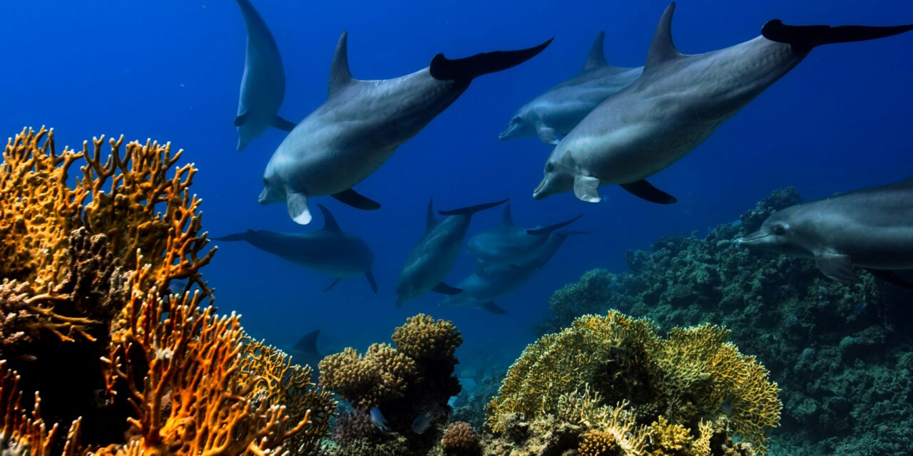ACCOBAMS mission returns to chart Mediterranean wildlife