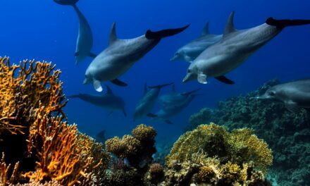 ACCOBAMS mission returns to chart Mediterranean wildlife