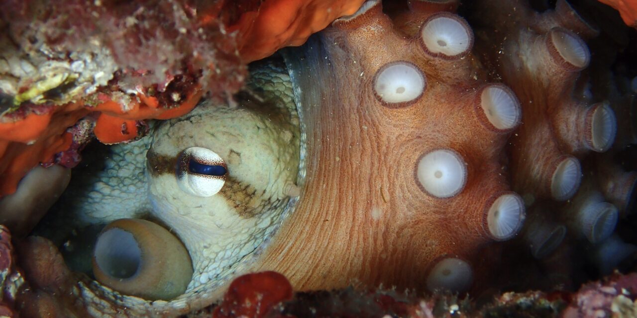 Monaco’s underwater photographers dive deep for 21st National Competition