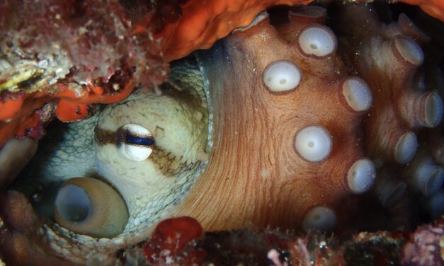 Monaco’s underwater photographers dive deep for 21st National Competition