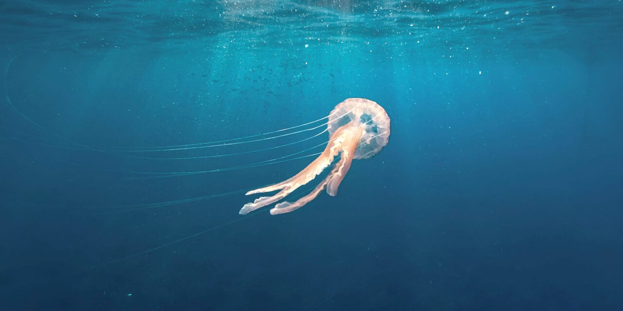 Troubled waters as Mediterranean temperatures rise