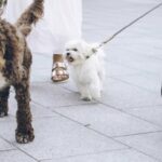 Monaco to distribute free bottles to help dog owners keep streets clean